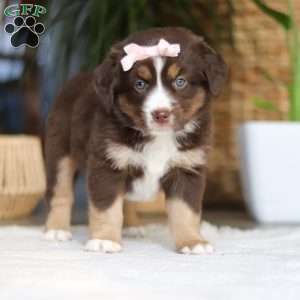 Tulip, Miniature Australian Shepherd Puppy